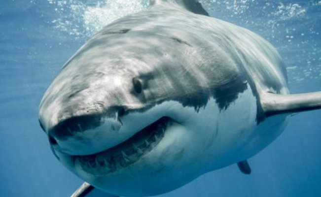 Cierran playas tras ataque de tiburón en Sídney, Australia