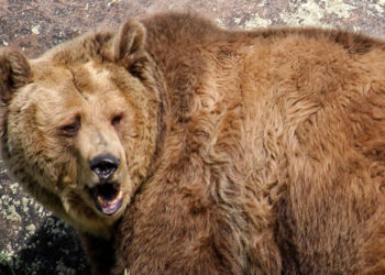 Sacrifican a 3 osos grizzly tras dar positivo a influenza AH5N1 en EU