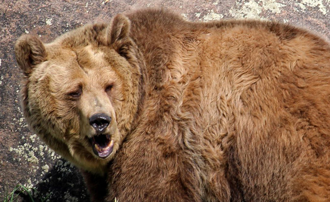 Sacrifican a 3 osos grizzly tras dar positivo a influenza AH5N1 en EU