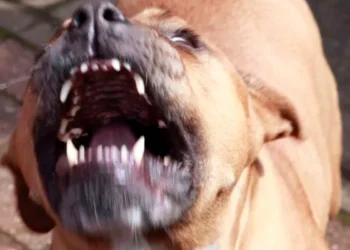 Tragedia: apuñala a un perro por morder en el cuello a su hijo de 13 años