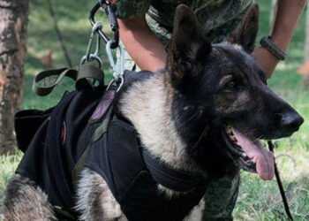 Proteo, el perrito rescatista, tendrá monumento en Turquía