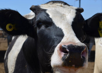 En Brasil, analizan posible caso de la enfermedad de las vacas locas