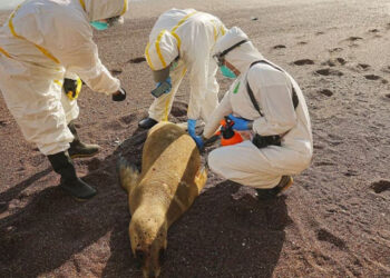 Al menos 716 lobos marinos han muerto por gripe aviar en Perú