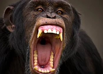 “Se la está comiendo”: chimpancé le arranca la cara y logra sobrevivir