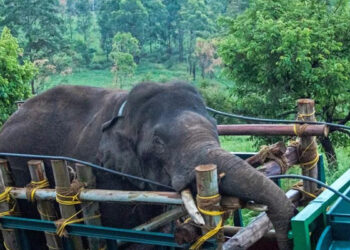 Capturan a elefante que mató a 6 personas y robó arroz en India