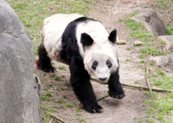 Panda gigante regresa a China tras 20 años en Estados Unidos