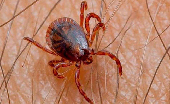 Niño de 4 años muere tras ser picado por una garrapata en Torreón