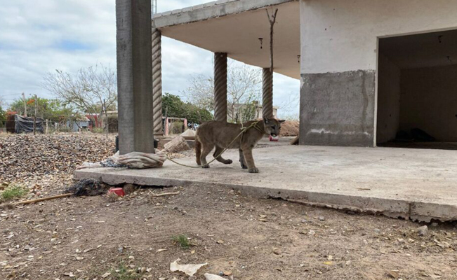 En Sinaloa, rescatan a cachorro de puma abandonado al interior de una construcción