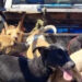 “Le gustaba juntar perros de la calle”; agrede a más de 50 lomitos