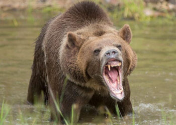 Turista muere tras ser atacada por oso en Parque Nacional de Yellowstone