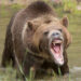 Turista muere tras ser atacada por oso en Parque Nacional de Yellowstone