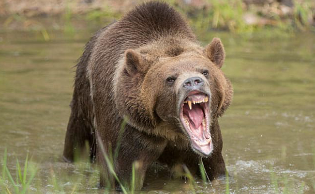 Turista muere tras ser atacada por oso en Parque Nacional de Yellowstone