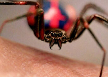 En Bolivia, niño se deja picar por araña viuda negra porque quería ser Spider-Man