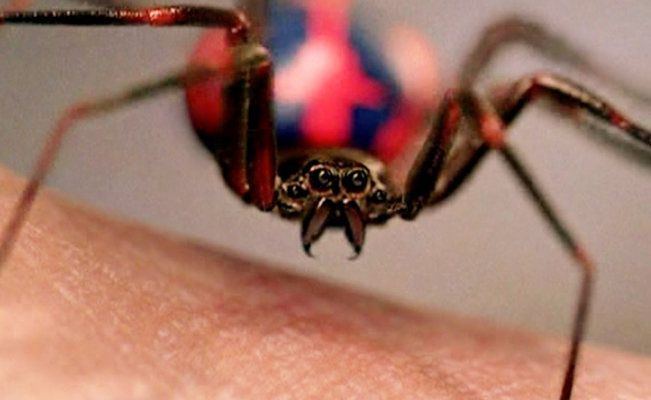En Bolivia, niño se deja picar por araña viuda negra porque quería ser Spider-Man