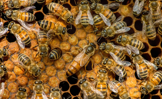 En Toronto, alertan a conductores tras el escape de 5 millones de abejas