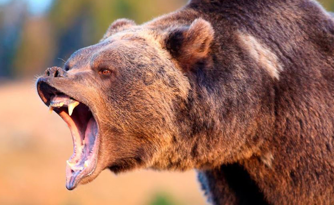 En NY, autoridades matan a oso pardo de atacó a niño