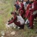 Germinan viveros de árboles nativos en escuelas de Tamaulipas