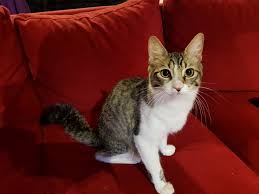 Misterios Nocturnos: Descifrando los Maullidos de tú Gato