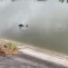 Hallan cuerpo sin vida en canal Rodhe: Autoridades Inician Investigación