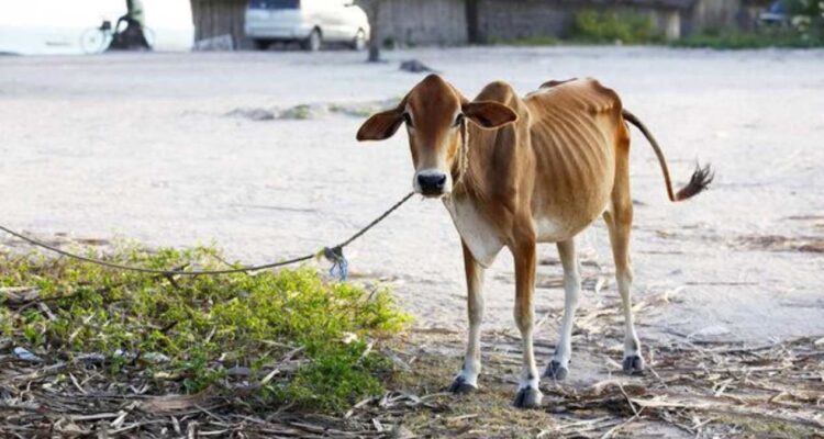 ganaderos en Tamaulipas