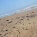 chapapote en Playa Bagdad