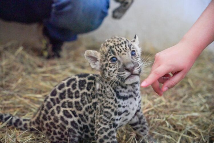 el Zoológico de Nuevo Laredo