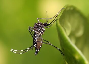 Dengue cobra la vida de menor en Matamoros
