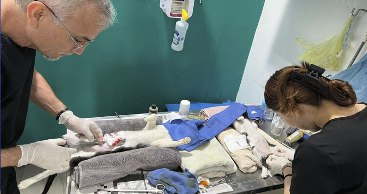 Comisión Municipal de Salud Animal (COMUSA)