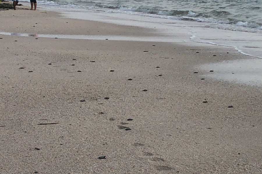 Liberación de tortugas en Playa Miramar