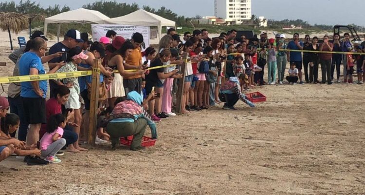 Liberación de tortugas en Playa Miramar