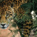 Unen esfuerzos en pro de la flora y fauna, Nuevo León, Coahuila y Tamaulipas