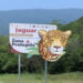 Coloca Comisión de Parques señalética para evitar atropellamientos de fauna en Tamaulipas