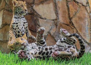 Dona gobierno de Nuevo Laredo cachorros de jaguar a la Biósfera El Cielo