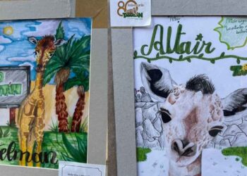 “Asani”, nombre ganador para el bebé jirafa del Zoológico Tamatán