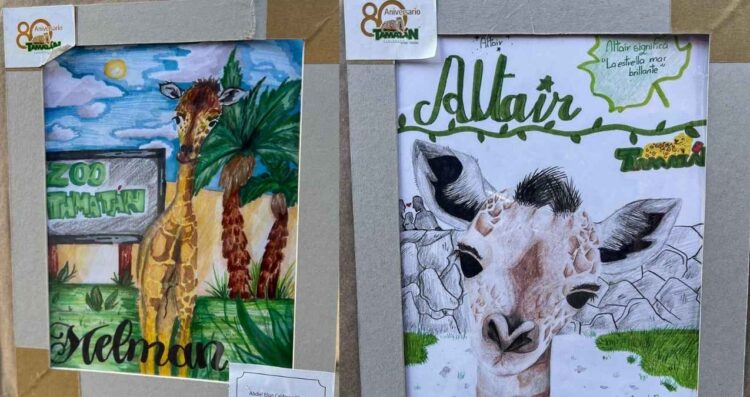 “Asani”, nombre ganador para el bebé jirafa del Zoológico Tamatán