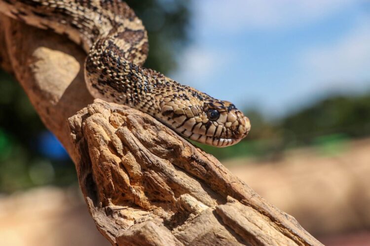 Concentra 94 especies el Zoológico Tamatán