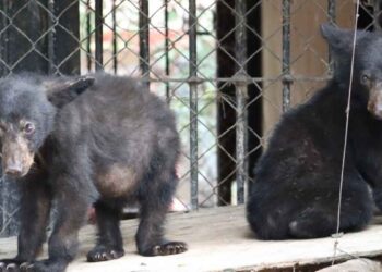 Atiende Comisión de Parques reportes de avistamientos de fauna silvestre en Tamaulipas 