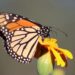 Trabaja Tamaulipas en seis programas de conservación
