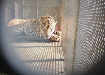 Rescata y libera Comisión de Parques ejemplar de jaguar