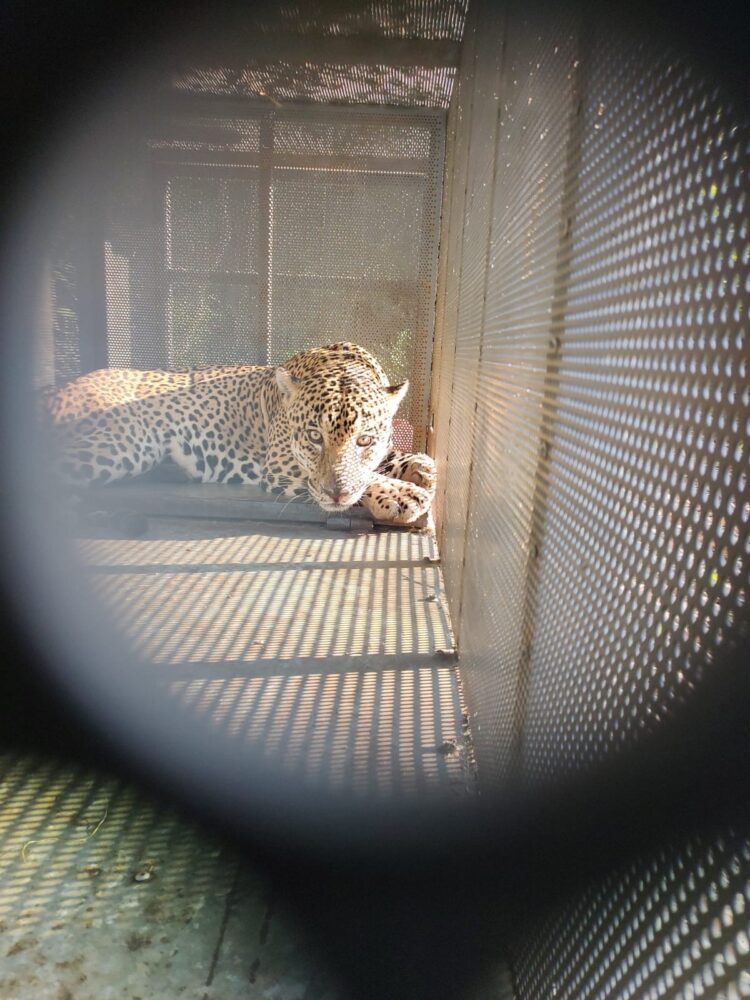 Rescata y libera Comisión de Parques ejemplar de jaguar