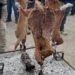 Festival del Cabrito, sabor que enamora: Secretaría de Turismo