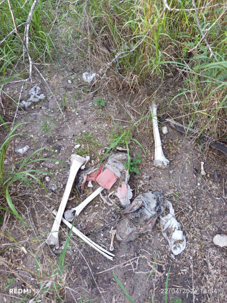 Restos óseos humanos y prendas son encontradas en Puerta Sur