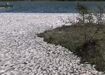 En Altamira: Alerta muerte de toneladas de peces en La Laguna