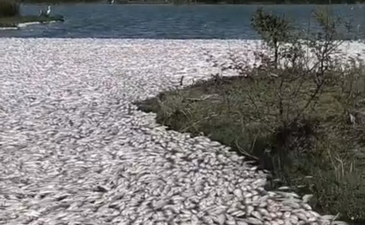 En Altamira: Alerta muerte de toneladas de peces en La Laguna