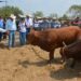 Productores de Soto la Marina acceden a sementales con subsidio estatal