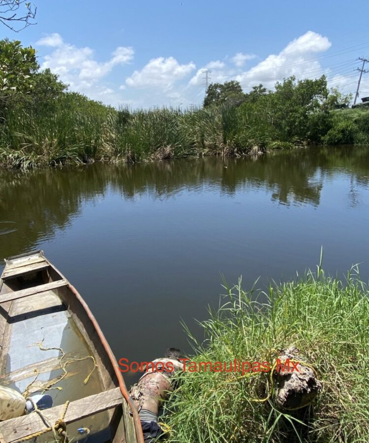 Encuentran cuerpo de hombre sin vida en las fauces de un cocodrilo en laguna por brecha de El Contadero en Ciudad Madero