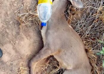 Con bebederos buscan salvar fauna silvestre de calor extremo en Gómez Farías
