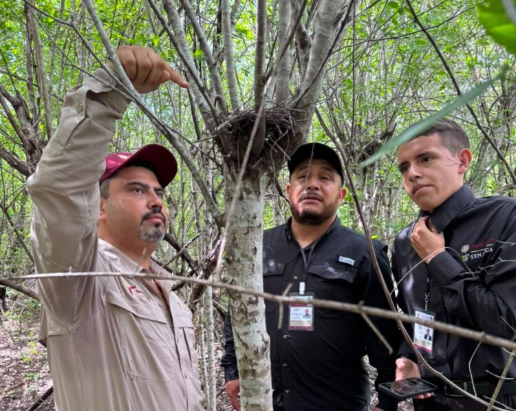 Refuerza Tamaulipas la vigilancia para proteger a la paloma ala blanca