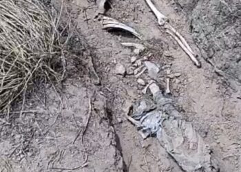 Siete fosas clandestinas y siete osamentas completas son encontradas en Rancho El Toro de Miguel Aleman