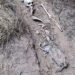 Siete fosas clandestinas y siete osamentas completas son encontradas en Rancho El Toro de Miguel Aleman